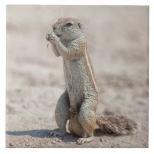 Cute ground sqirrel ceramic tile