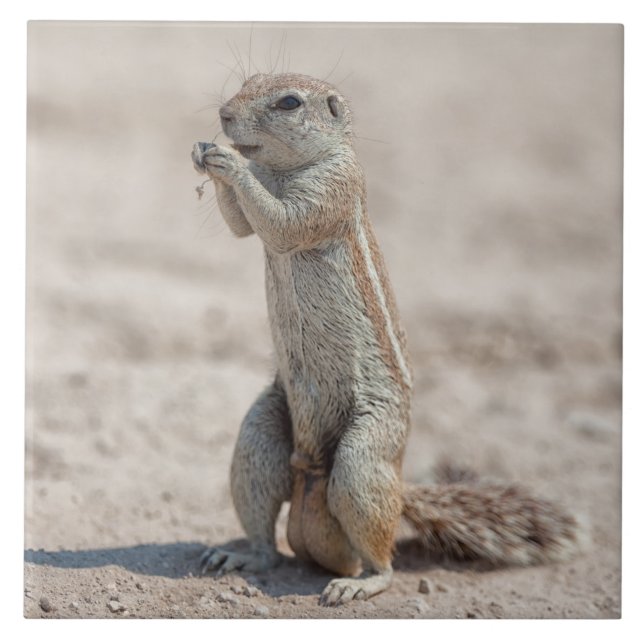 Cute ground sqirrel ceramic tile (Front)