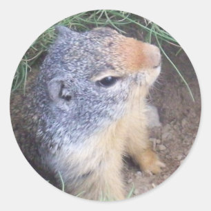 Cute Groundhog Sticker