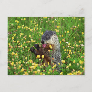 Cute Groundhog with Flower Postcard