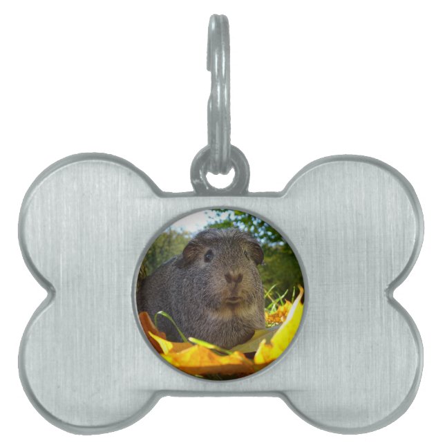 Cute Guinea Pig in Nature Pet ID Tag (Front)