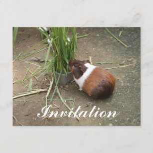 Cute Guinea Pig Invitation