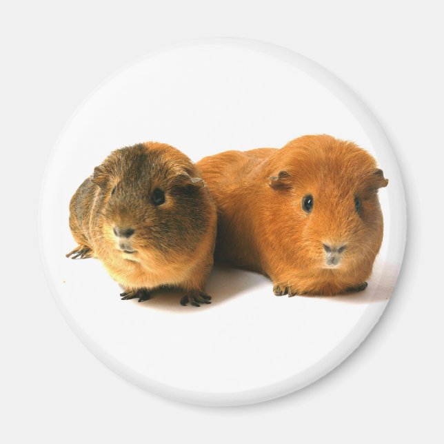 cute guinea pig magnet (Front)