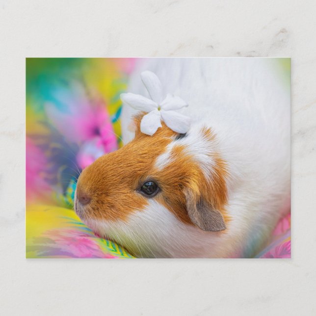 Cute Guinea Pig Pet Postcard (Front)