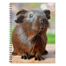 Cute Guinea Pig Photo