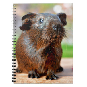 Cute Guinea Pig Photo Notebook