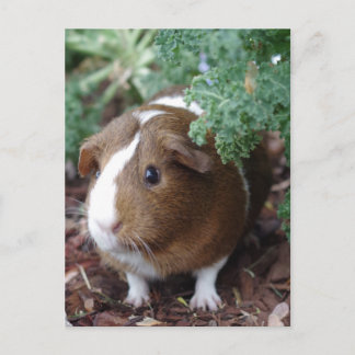Cute Guinea Pig Postcard