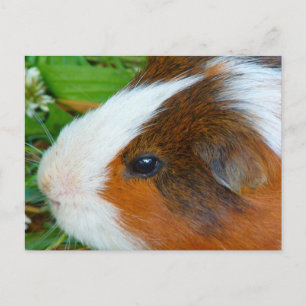 Cute Guinea Pig Postcard