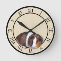 Cute Guinea Pig 