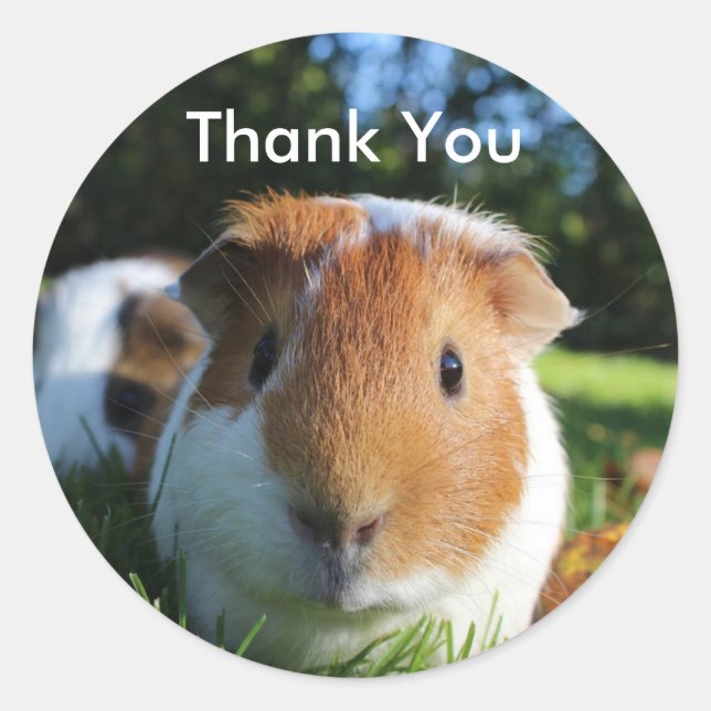 Cute Guinea Pig Thank You Classic Round Sticker (Front)