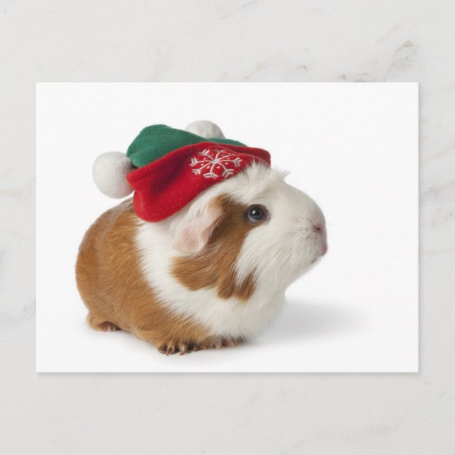 Cute Guinea Pig With Christmas Hat On White Holiday Postcard (Front)