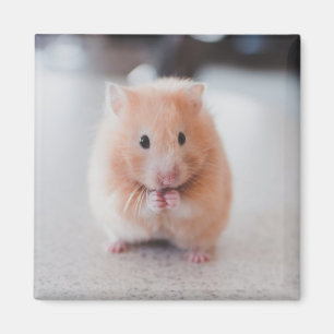Cute Hamster Love Animals Magnet