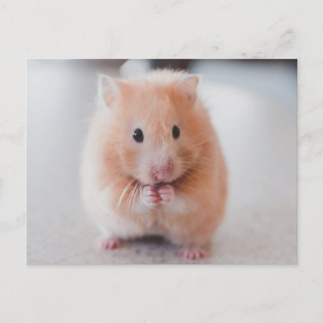Cute Hamster Love Animals Postcard (Front)