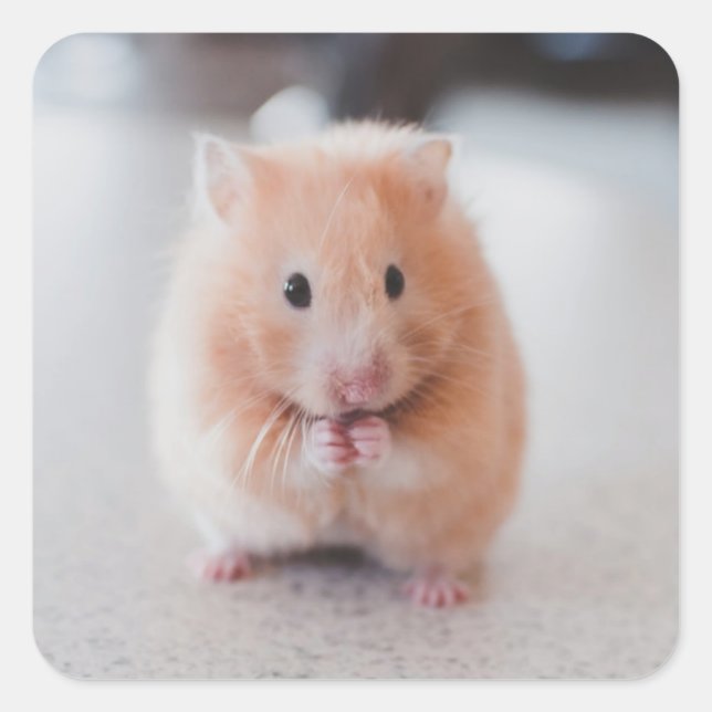 Cute Hamster Love Animals Square Sticker (Front)