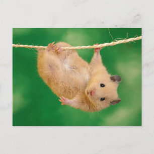 Cute Hamster Postcard