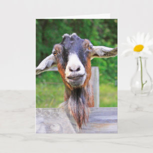 Cute, Handsome, Heartfelt Goat Get Well Card