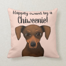 Cute Happily Owned Chiweenie | Chihuahua Dachshund