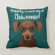 Cute Happily Owned Chiweenie | Chihuahua Dachshund