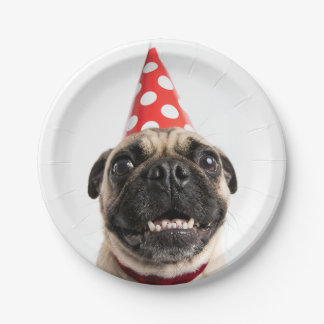 Cute Happy Birthday Pug in Red Party Hat Paper Plate