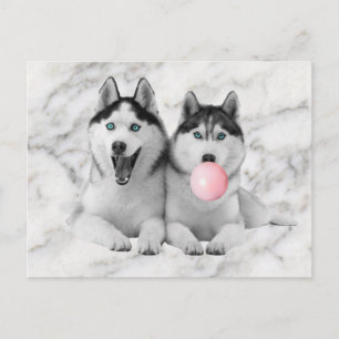 Cute Happy Siberian Husky Dogs Blowing Bubble Gum Postcard