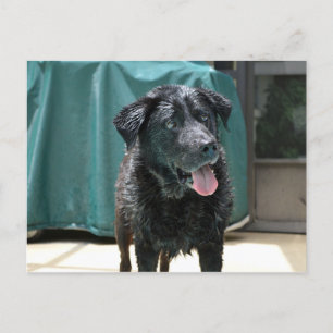 Cute Happy Wet Black Lab Stands on Pool Deck Postcard