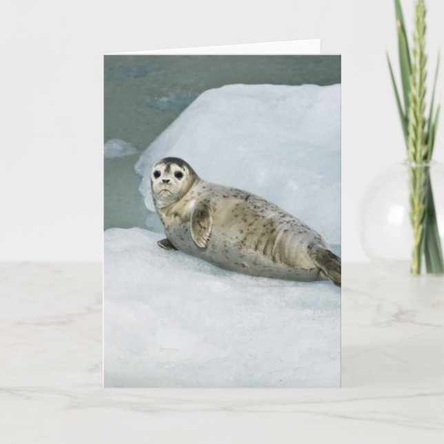 Cute Harbour Seal on Snow Card (Front)