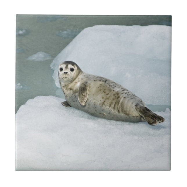 Cute Harbour Seal on Snow Ceramic Tile (Front)
