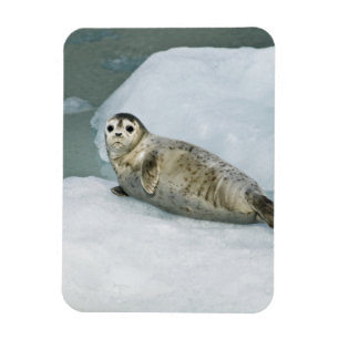 Cute Harbour Seal on Snow Magnet