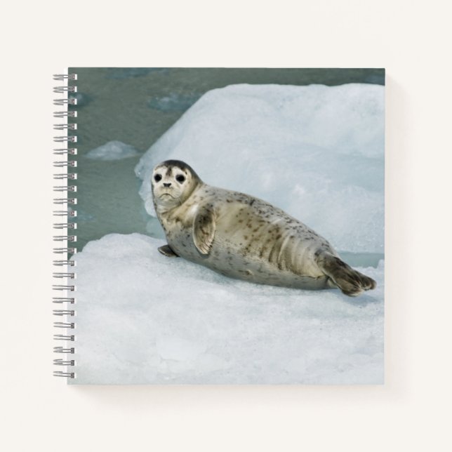 Cute Harbour Seal on Snow Notebook (Front)