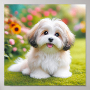 cute Havanese dog Poster