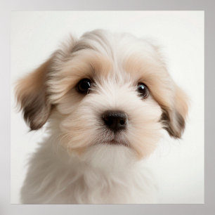Cute Havanese Puppy Dog Portrait Poster (2)