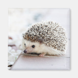 Cute Hedgehog Baby Magnet
