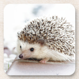 Cute Hedgehog Coaster