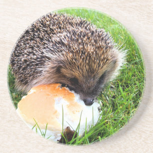 CUTE HEDGEHOG COASTER