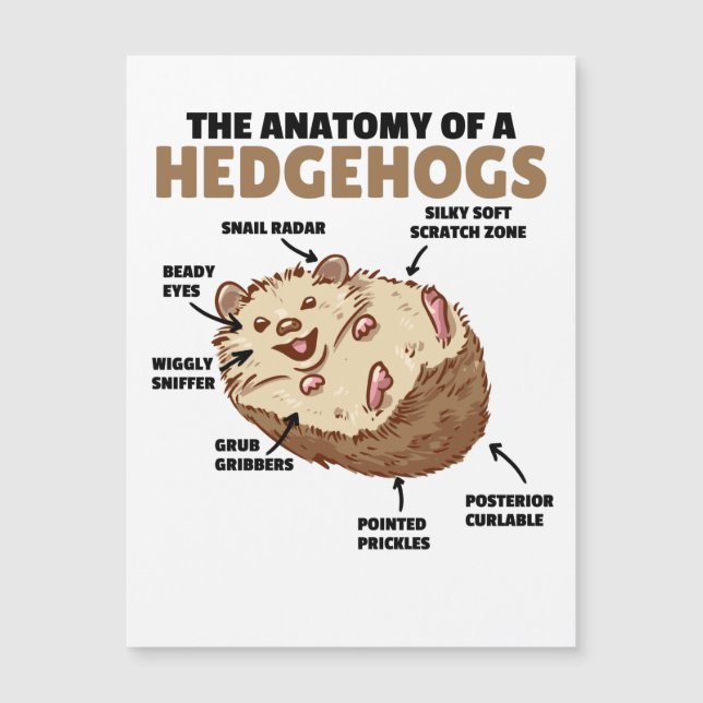 Cute Hedgehog Explanation Anatomy Of A Hedgehogs (Front)