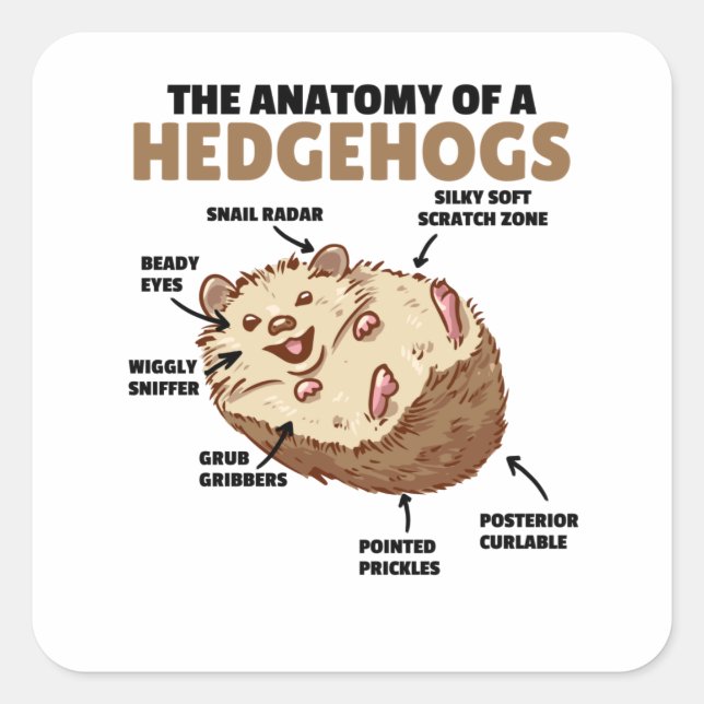 Cute Hedgehog Explanation Anatomy Of A Hedgehogs Square Sticker (Front)