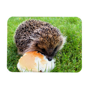 CUTE HEDGEHOG MAGNET