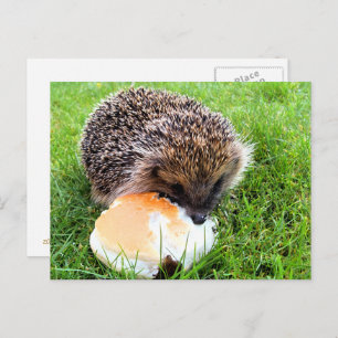 CUTE HEDGEHOG POSTCARD
