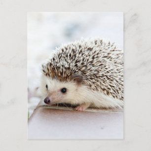 Cute Hedgehog Postcard