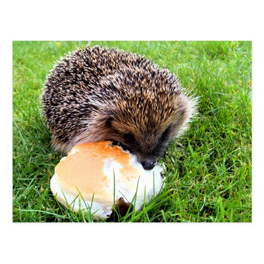 CUTE HEDGEHOG POSTCARD