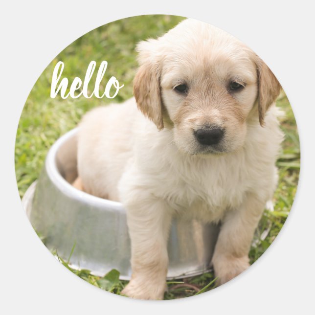 Cute Hello Golden Retriever Puppy Dog Classic Round Sticker (Front)