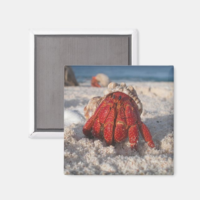 Cute Hermit Crab on White Sandy Beach Close-up Magnet (Front/Back)