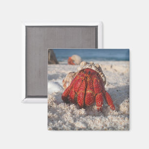 Cute Hermit Crab on White Sandy Beach Closeup Magnet