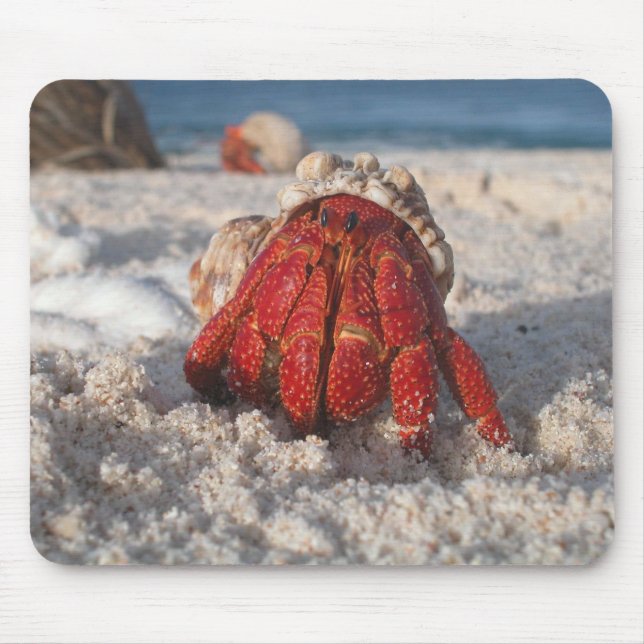 Cute Hermit Crab on White Sandy Beach Closeup Mouse Pad (Front)