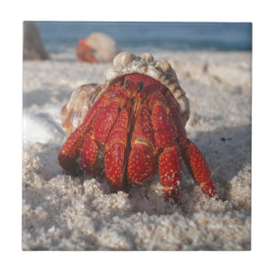 Cute Hermit Crab on White Sandy Beach Closeup Tile
