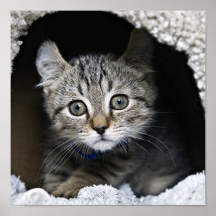 Cute Highland Lynx Kitten Poster