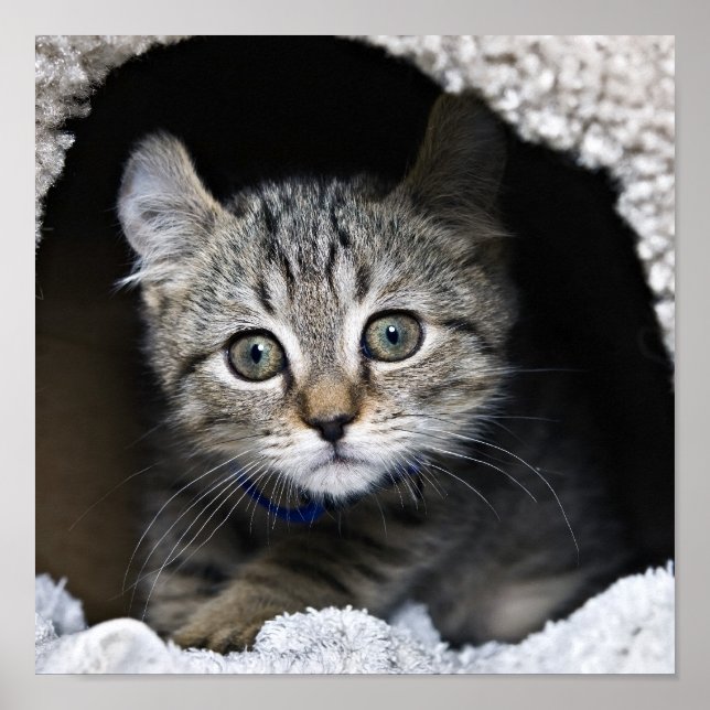 Cute Highland Lynx Kitten Poster (Front)