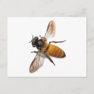 Cute honey bee bee bumble bee postcard