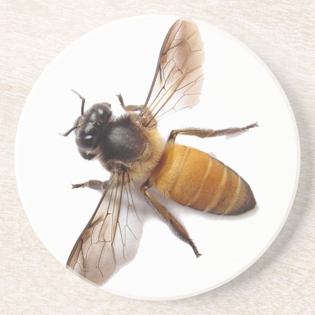 Cute Honey Bee bee bumblebee  Coaster (Front)