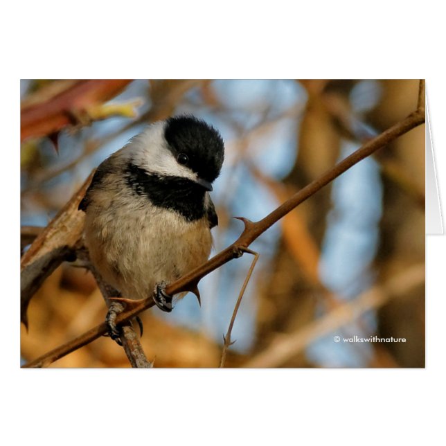 Cute Hopeful Black-Capped Chickadee Songbird (Front Horizontal)